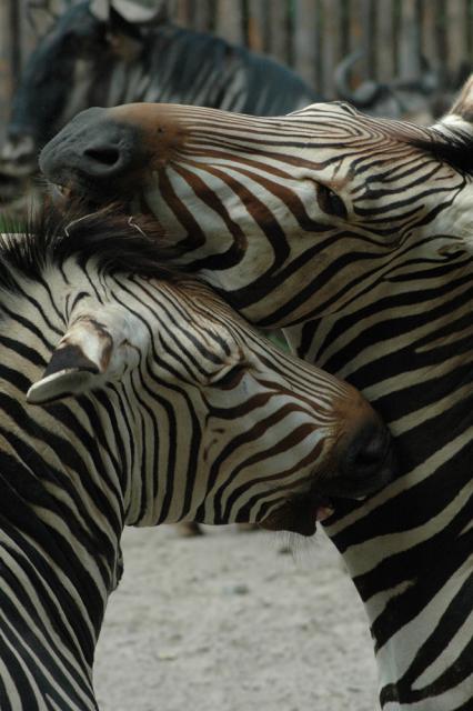 04.09.2010: Guided tour at Zoo Landau in der Pfalz