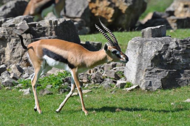 02.09.2011: Zoo Leipzig