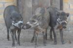 03.09.2011: Zoo Leipzig