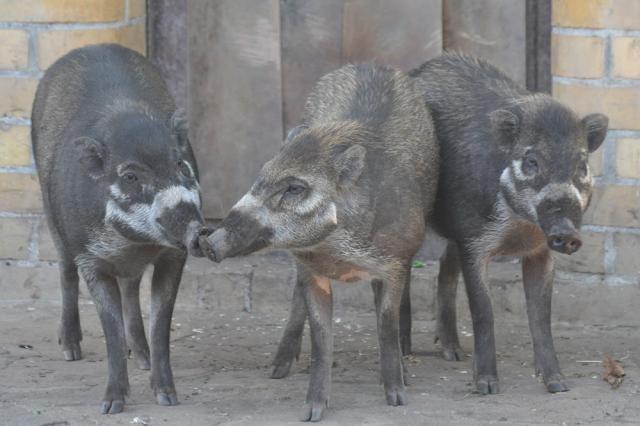 03.09.2011: Zoo Leipzig