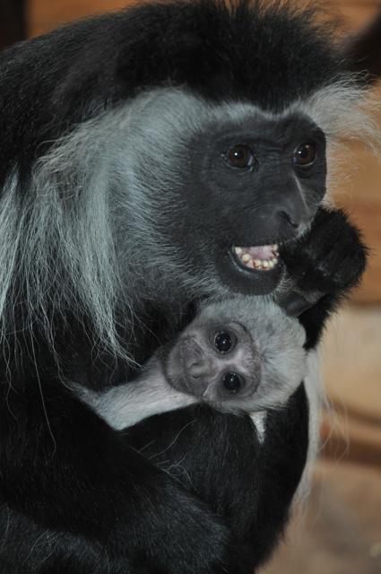 31.08.2012: Zoologická a botanická zahrada města Plzně
