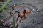 06.09.2014: Guided tour at Kölner Zoo