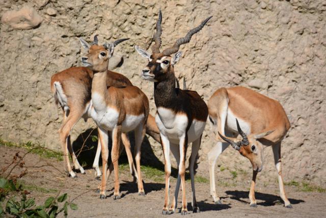 10.09.2016 Zoo Zürich