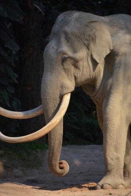 10.09.2016 Zoo Zürich