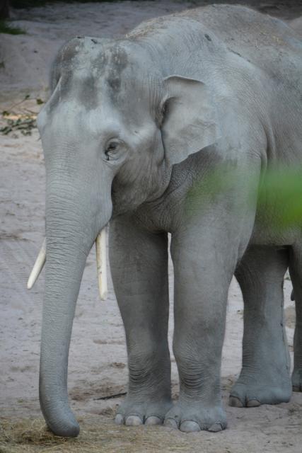 10.09.2016 Zoo Zürich