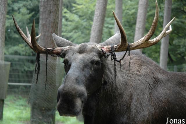 02.09.2007: Guided tour at Wildpark Schwarze Berge